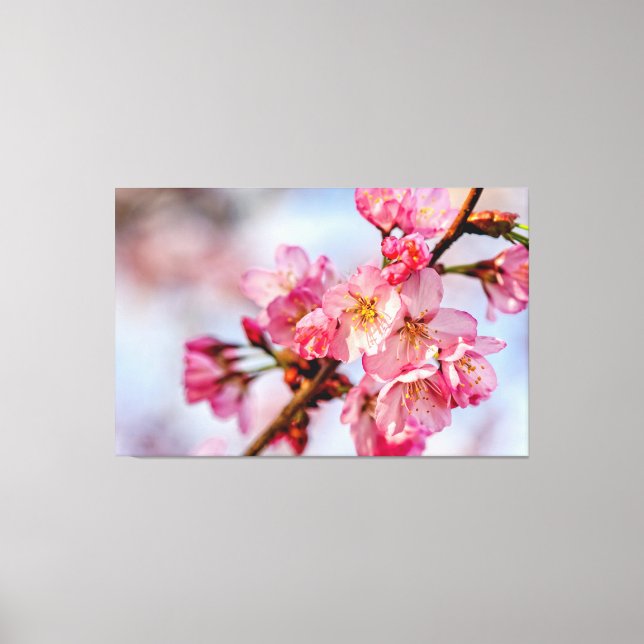 Superb Beauty Of Pink Sakura Flowers In Spring Canvas Print (Front)
