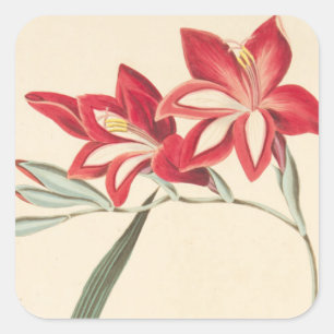 Superb Corn-Flag Square Sticker