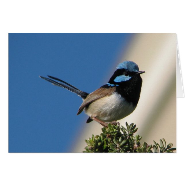 Superb Fairy Wren (Front Horizontal)