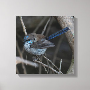 Superb Fairy-wren Bird Australia Canvas Print