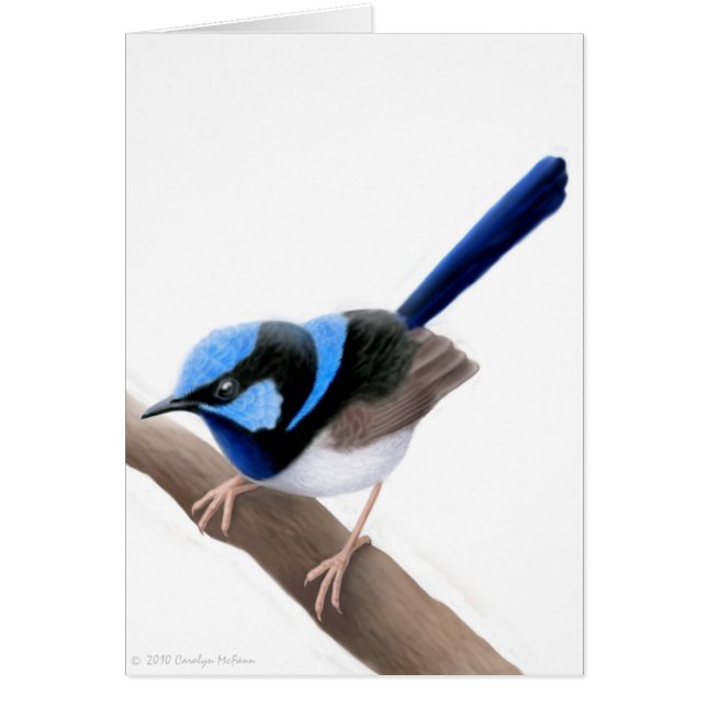 Superb Fairy Wren Card (Front)