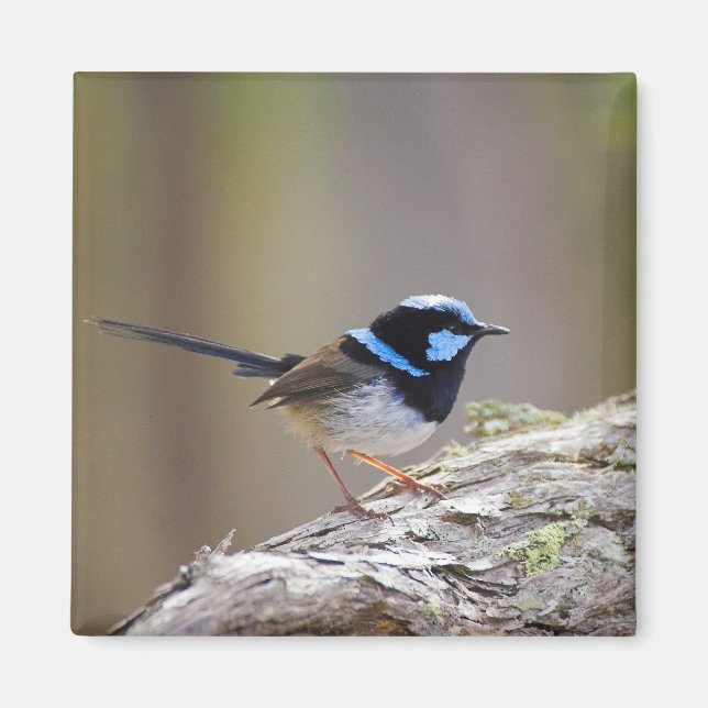 Superb Fairy-wren Magnet (Front)