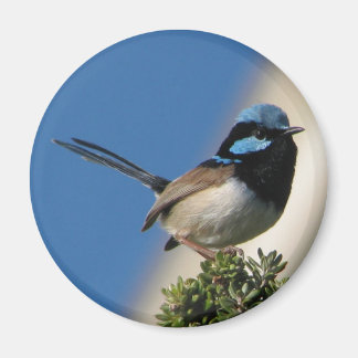 Superb Fairy wren Magnet