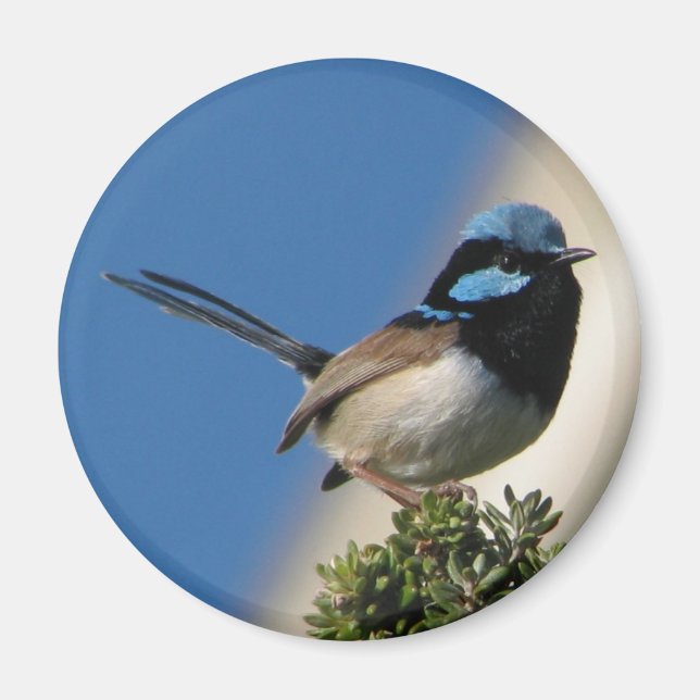 Superb Fairy wren Magnet (Front)
