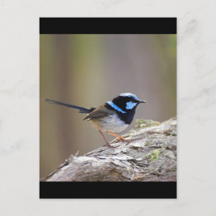 Superb Fairy-wren Postcard