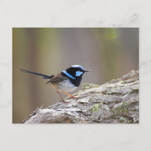 Superb Fairy-wren Postcard