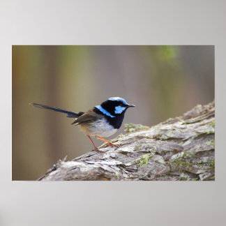 Superb Fairy-wren Poster
