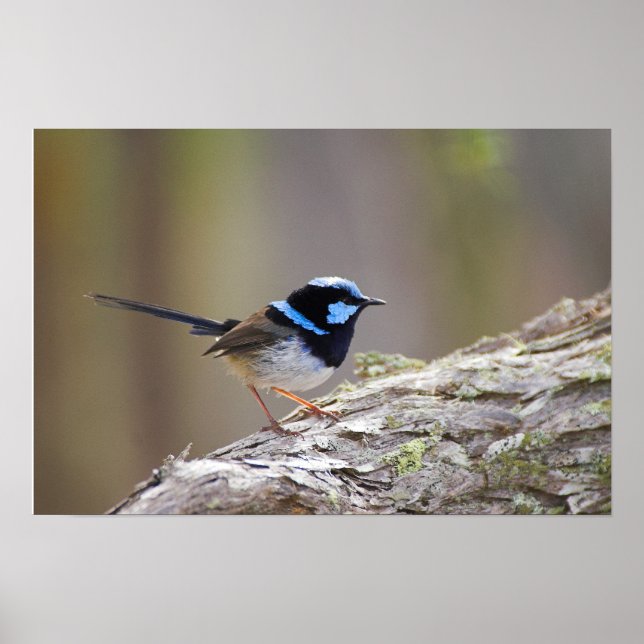 Superb Fairy-wren Poster (Front)