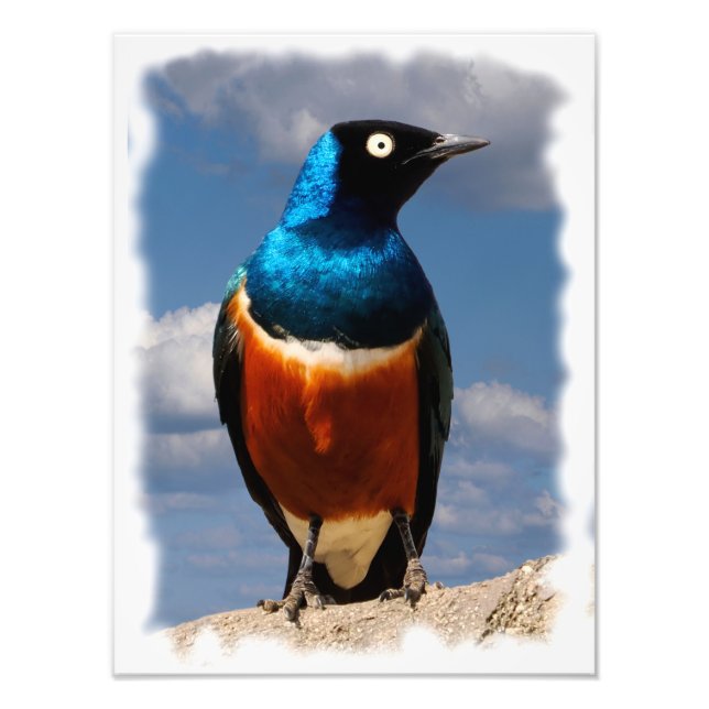Superb starling seen from front  photo print (Front)