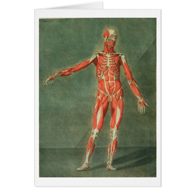 Superficial Muscular System of the Front of the Bo (Front)