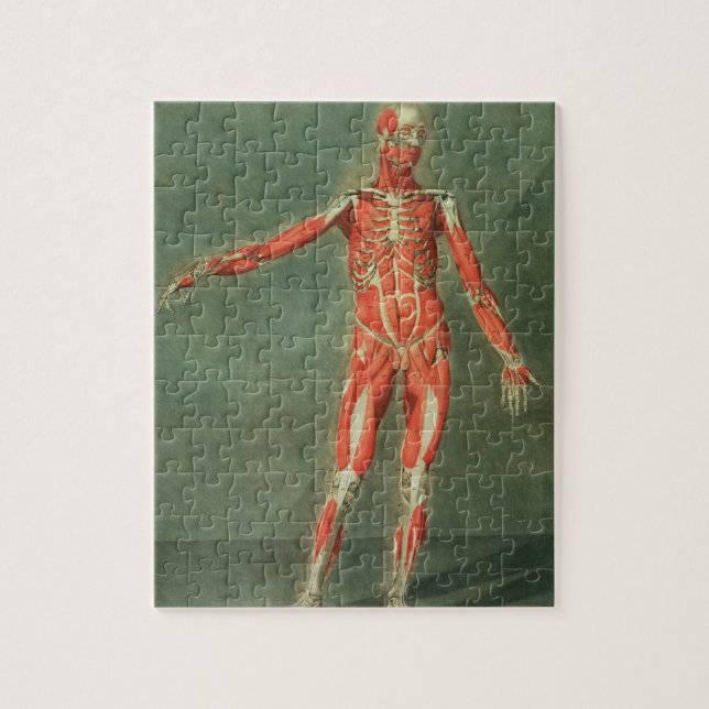 Superficial Muscular System of the Front of the Bo Jigsaw Puzzle (Vertical)
