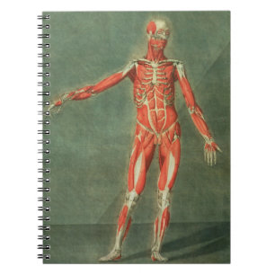 Superficial Muscular System of the Front of the Bo Notebook