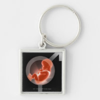 Superimposed foetus over male and female symbols