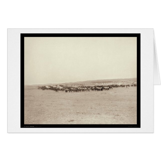 Supply Wagons & Pack Mules SD 1887 (Front Horizontal)