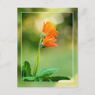 Support One Another Postcard