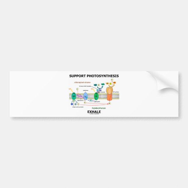 Support Photosynthesis Exhale (Biochemistry Bumper Sticker (Front)