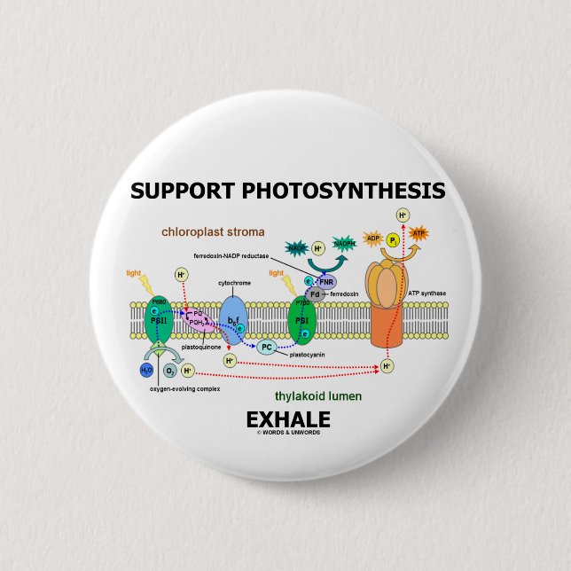 Support Photosynthesis Exhale (Environmental) 6 Cm Round Badge (Front)