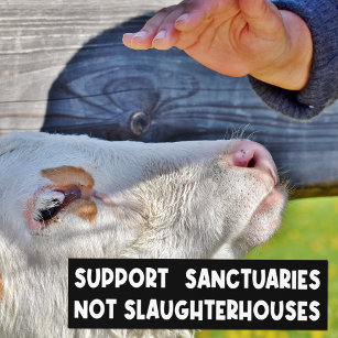 Support Sanctuaries Not Slaughterhouses, Activism Bumper Sticker
