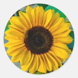 Supreme Sunflower Sticker