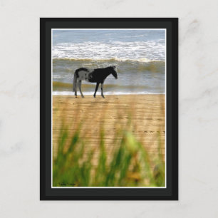 Surf Horse Postcard