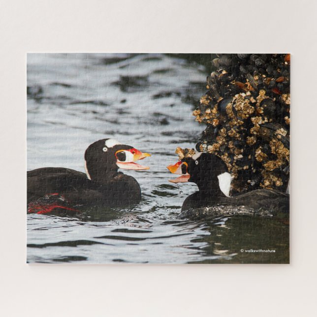 Surf Scoters Squabble over Barnacles and Mussels Jigsaw Puzzle (Horizontal)