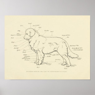 Surface Anatomy of the Dog Chart