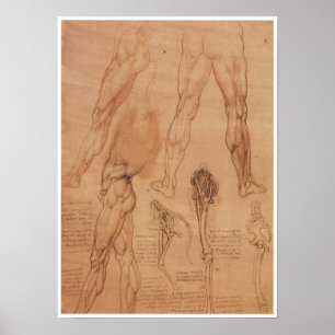 Surface Anatomy of the Lower Extremity, Da Vinci Poster
