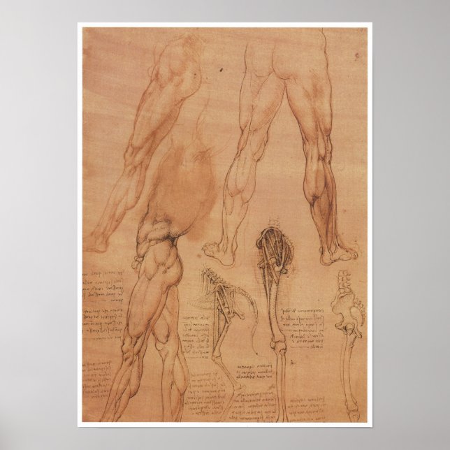 Surface Anatomy of the Lower Extremity, Da Vinci Poster (Front)