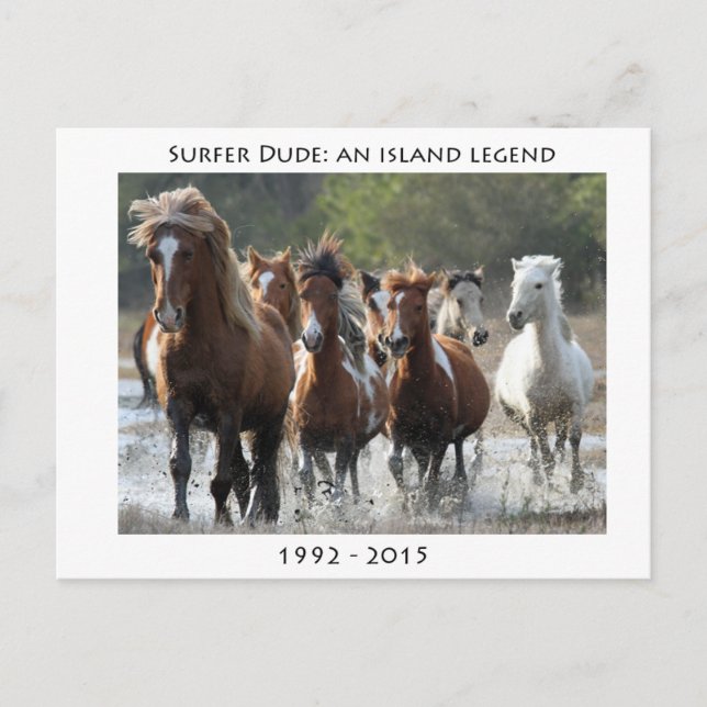 Surfer And His Band Postcard (Front)