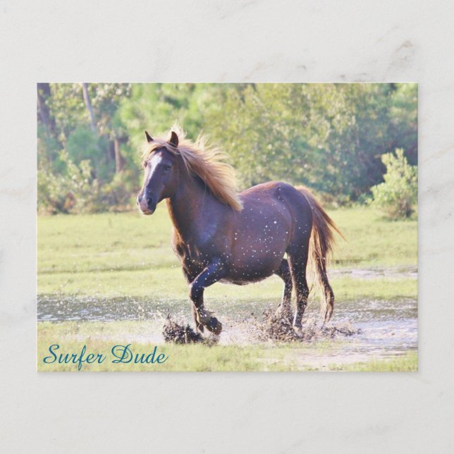 Surfer Dude Wading Postcard (Front)