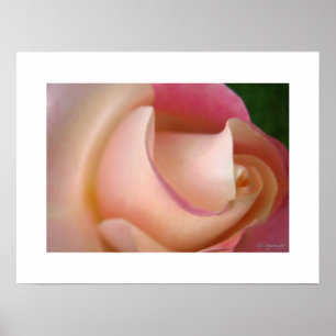 Surfing A Pink Rose Poster