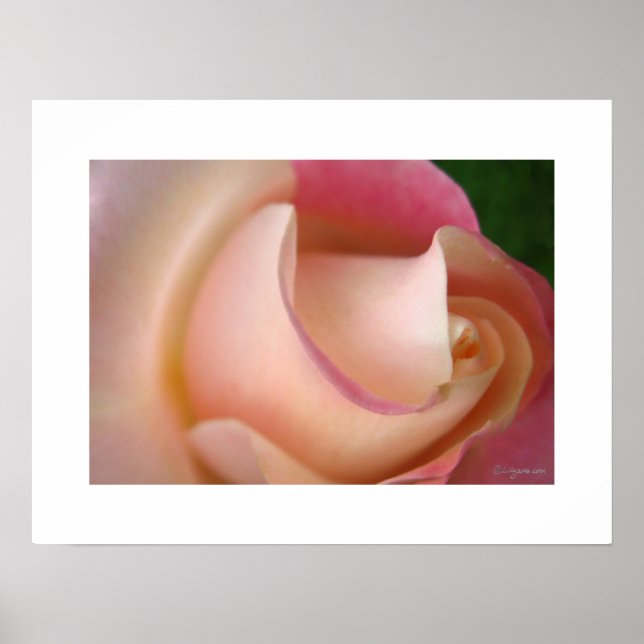 Surfing A Pink Rose Poster (Front)