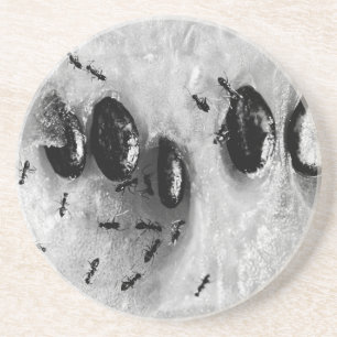 surfing ants coaster