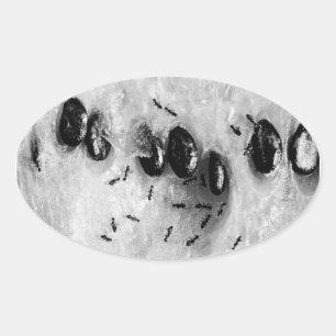 surfing ants oval sticker