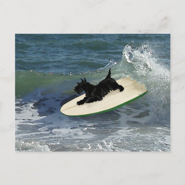 Surfing Scottish Terrier Postcard (Front)