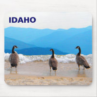 Surf's Up! - Geese