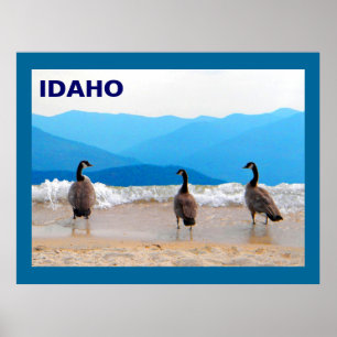 Surf's Up! - Geese Poster