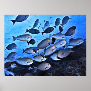 Surgeonfish School Poster