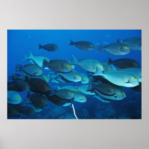 Surgeonfish School Poster