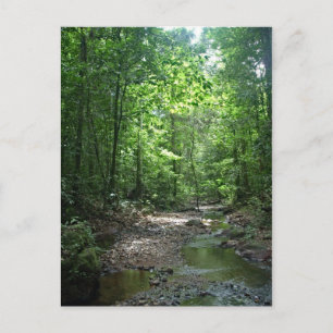 Suriname Forest Postcard