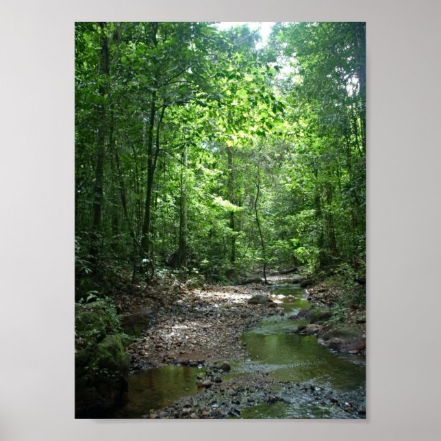 Suriname Forest Poster (Front)
