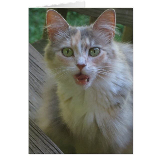 Surprised Cat (Front)