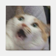 Surprised cat meme
