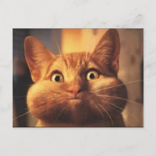 Surprised Cat post card. Postcard