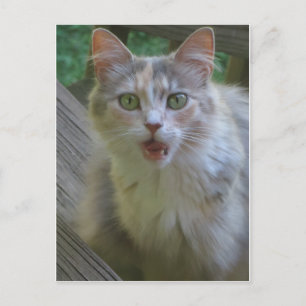 Surprised Cat Postcard
