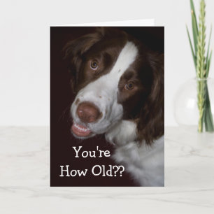 Surprised English Springer Spaniel Birthday Card