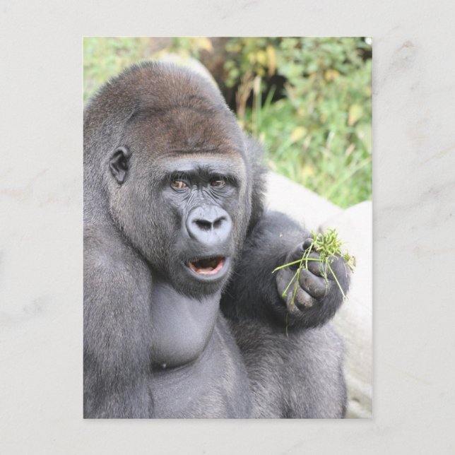 Surprised Gorilla Postcard (Front)