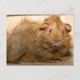 Surprised Guinea Pig Postcard