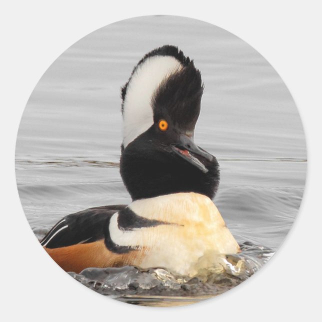 Surprised Hooded Merganser Duck at the Pond Classic Round Sticker (Front)