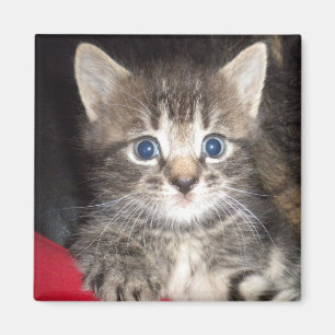 Surprised Kitten Magnet